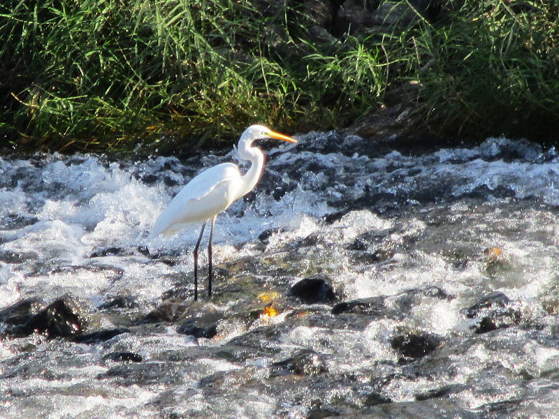 ダイサギ or チュウサギ？