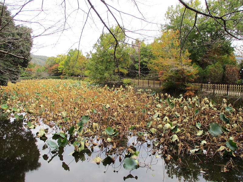 山側の池畔に御髪神社がある