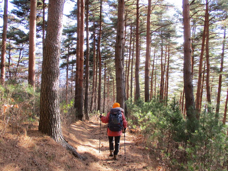 下山路のアカマツ林