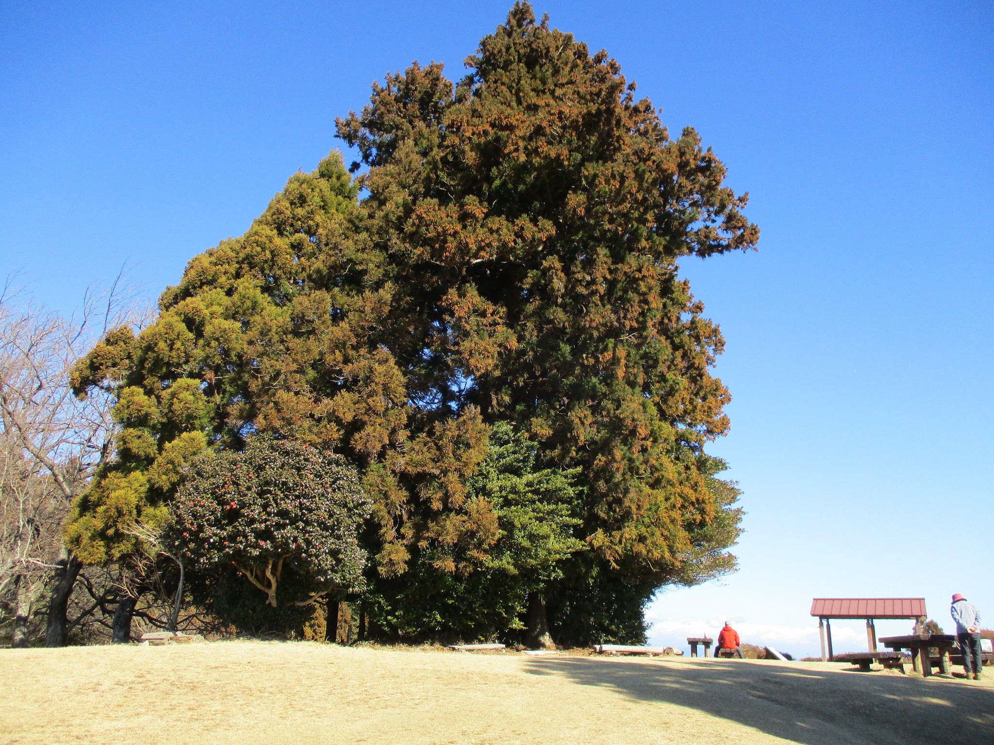 スギ、サカキ、ヒサカキ、ツバキ、アセビ、少し離れてサクラ スギ、サカキ、ヒサカキ、ツバキ、アセビ、少し離れてサクラ、など